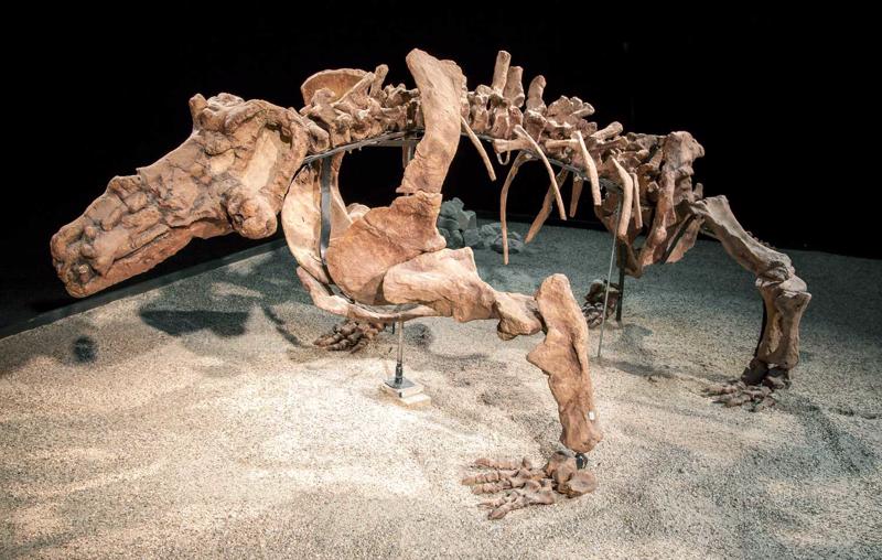 Perma perioda zvērrāpuļa Inostrancevia skelets izstādē Bratislavā. Slovākija, 2014. gads.