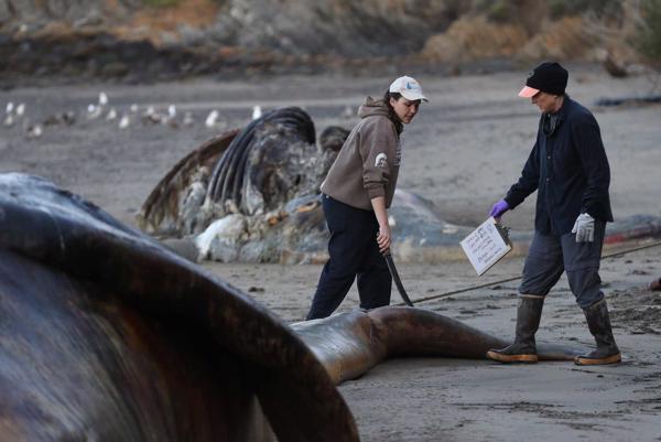 Zinātnieki pēta pelēko vaļu (Eschrichtius) nāves cēloņus Sanfrancisko līcī. ASV, 2019. gads.
