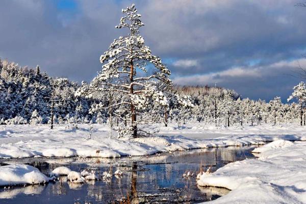 Sudas–Zviedru purvs ziemā. 2021. gads.