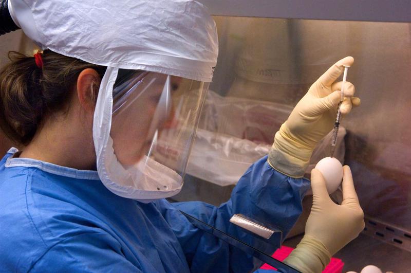 Mikrobioloģe Dr. Terona Meinza (Taronna Maines) ņem paraugus no olas ar A gripas vīrusu. ASV Slimību kontroles un profilakses centrs, 2006. gads. 