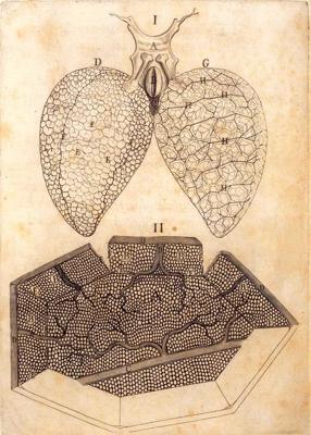 Marčello Malpīgi novērojumi plaušu anatomijā – attēli ilustrē plaušas un kapilārus. 1661. gads.