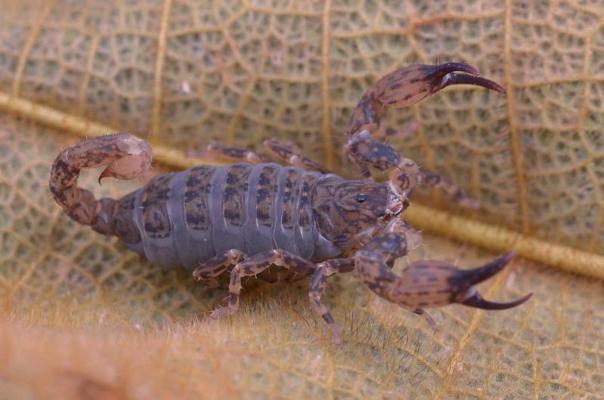 Chaerilus pictus ģints skorpions. Borneo, 29.12.2017.