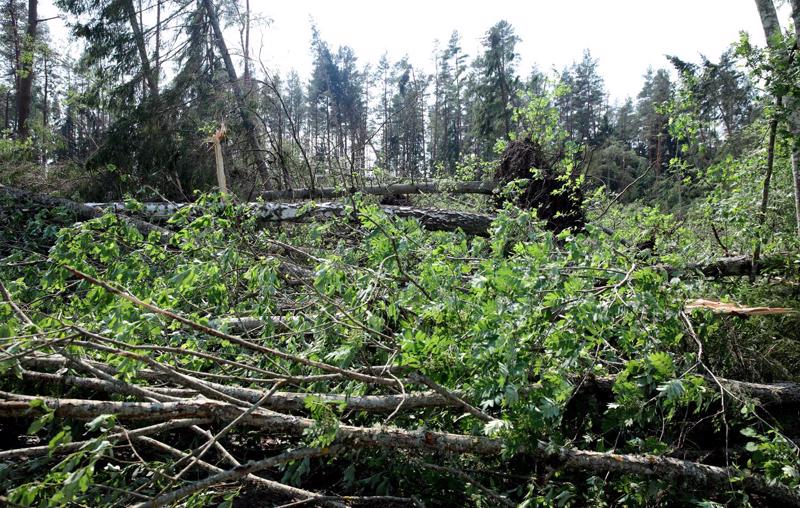 Vētras laikā vēja nolauzti koki Ķīšu mežā Jaunsātu pagastā. 2019. gads.