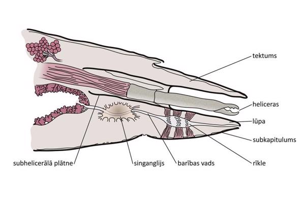 Gnatosomas uzbūve. (Caminella peraphora (Krantz, Ainscough) (Mesostigmata, Dithinozerconidae)) gnatosomas sagitāls griezums (pēc Ainscough, 1960).