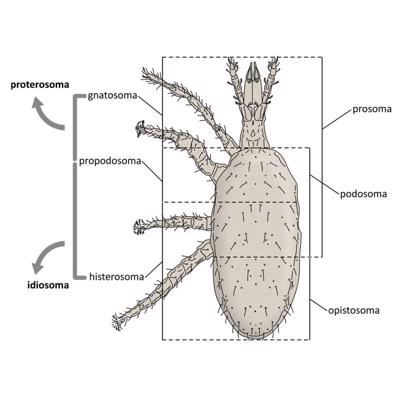 Macrocheles merdarius (Berlese) (Mesostigmata, Macrochelidae), ķermeņa iedalījums, mugurpuse.