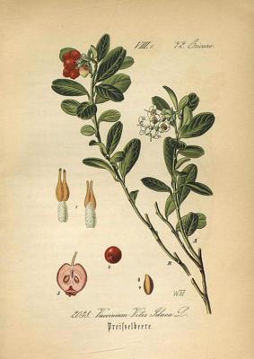 Brūklenes (Vaccinium vitis-idaea L.) zīmējums. 19. gs. 