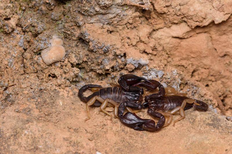 Eiropas dzeltenastes skorpionu Euscorpius flavicaudis tēviņš un mātīte pārošanās laikā. 2019. gads.