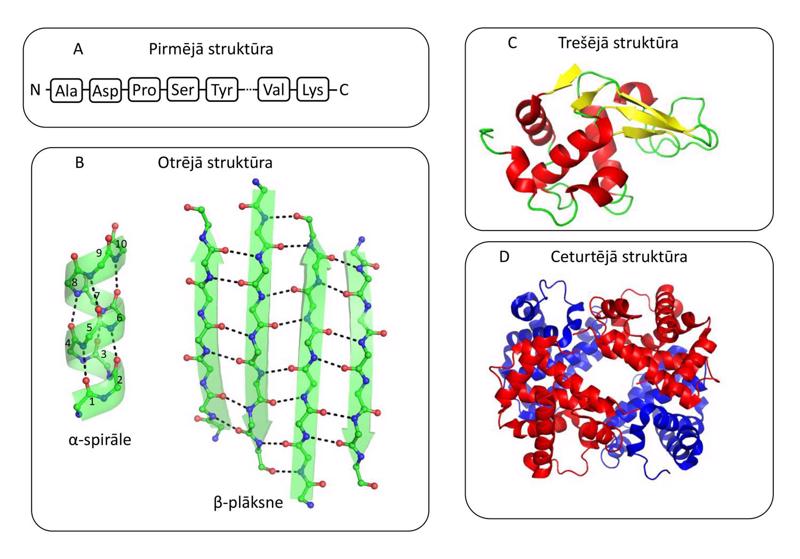 3. attēls. Proteīnu strukturālās organizācijas līmeņi.