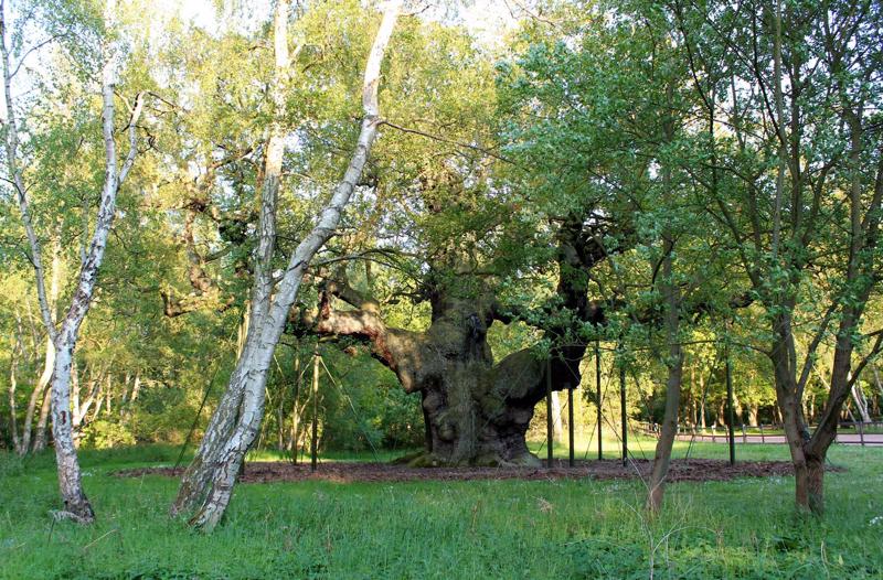 Šervudas meža dižozols, kura aptuvenais vecums ir 1000 gadi. Anglija, 2012. gads.