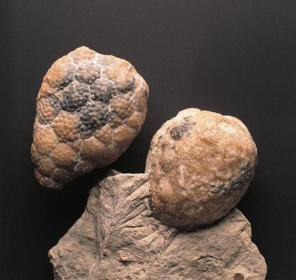 Jūras pūšļa Holocystites scutellatus fosilija no Ziemeļamerikas ordovika slāņiem.