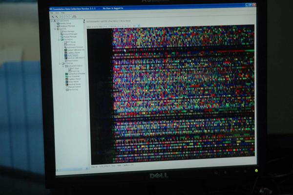 Sekvencēts kviešu genoms datora monitorā. 15.07.2014.