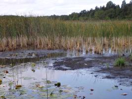 Būšnieku ezera ziemeļrietumu daļā grunts ir dūņaina, piekrastē sastopamas šaurlapu vilkvālītes (Typha angustifolia) audzes. 01.09.2017.