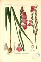 Jumstiņu gladiolas (Gladiolus imbricatus) zīmējums. 19. gs. vidus.