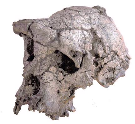 Vissenākais cilvēku dzimtas (Hominidae) galvaskauss, kas ir sešus līdz septiņus miljonus gadu vecs. Čada, Centrālāfrika.