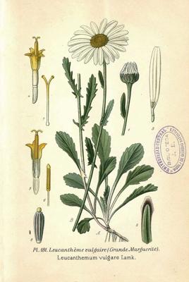 Parastās pīpenes (Leucanthemum vulgare) zīmējums. 19. gs. vidus.