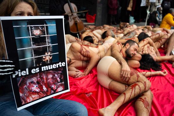 Protesta akcija pret kažokādu rūpniecību. Uz plakāta rakstīts "Kažokāda ir mirusi". Madride, Spānija, 08.12.2019.