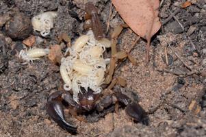 Scorpionu Urodacus novaehollandiae mātīte ar mazuļiem. 2017. gads.