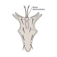 Mesostigmata ērču vairošanās orgāni. Veigaia sp. (Veigaiidae) tēviņa sternoģenitālais vairogs ar vairošanās orgāniem.