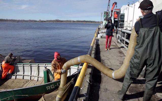 Daugavā pie Mangaļsalas tiek ielaisti Tomes zivju audzētavā audzētie 300 tūkstoši lašu mazuļu. 16.04.2014.