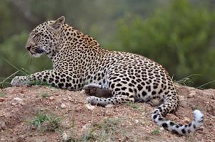 Leopards. Dienvidāfrika, 2011. gads.