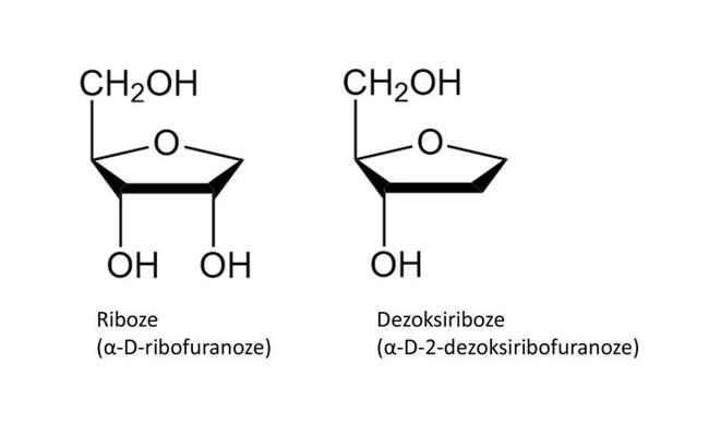 6. attēls. Riboze un dezoksiriboze.