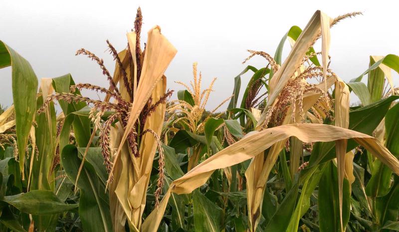 Sausuma stresa radītās sekas kukurūzas laukā. 2018. gads.