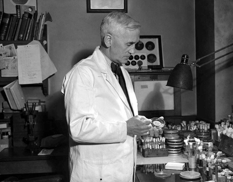 Aleksandrs Flemings savā laboratorijā Sv. Marijas slimnīcā. Londona, 17.12.1943. 