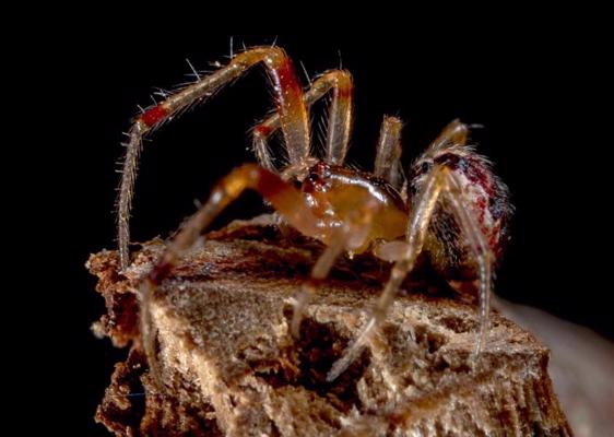 Theridiidae dzimtas Achaeranea ģints zirnekļu suga. 2018. gads.