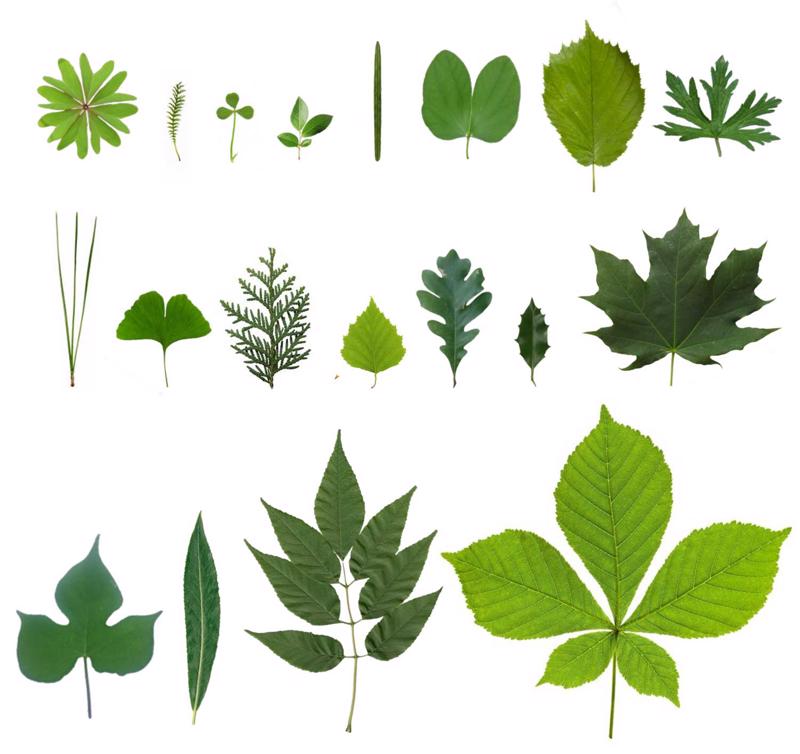 Augu funkcionālo pazīmju daudzveidība – lapas formas un lapas izmēra piemērs.