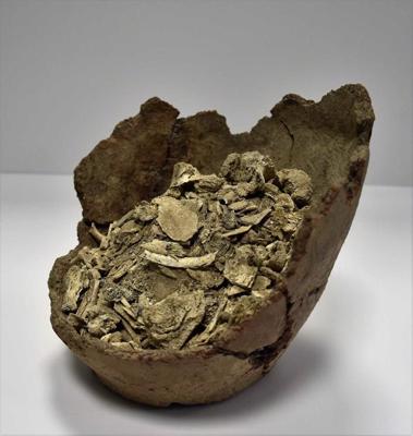 Dārznieku uzkalniņa ugunskaps māla urnā, 10.–9. gs. p. m. ē.
