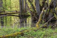 dabas aizsardzība Latvijā