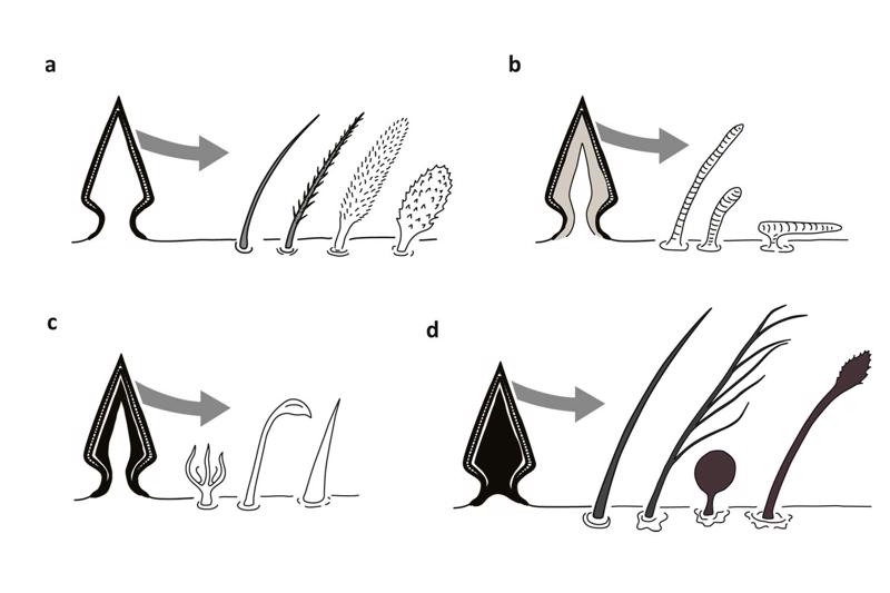 Ērču matiņu veidi. A. Taustes matiņi ar dobu vidu. B. Solenīdijas ar protoplazmas serdi. C. Famuli (pirmie divi) un eupatīdiji (pārējie divi) ar aktinohitīna apvalku (attēlā melnā krāsā). D. Trihobotrijas ar aktinohitīna serdi.