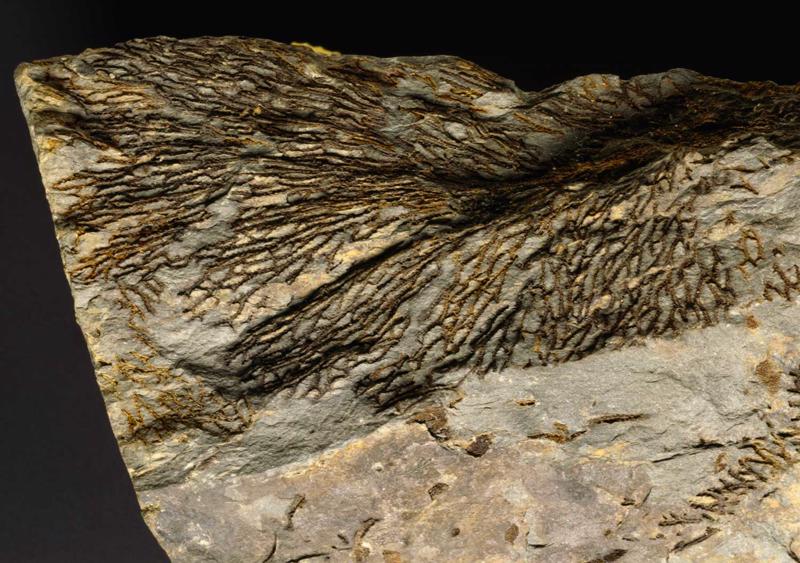 Sūneņu Chasmatoporella fosilija no ordovika nogulumiem, atrasta Sardīnijā, Itālijā.