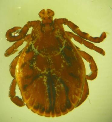 Dermacentor reticulatus. Šīs ģints ērcēm dorsālā (muguras) puse parasti ir krāsaina.