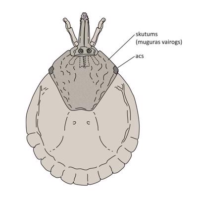Amblyomma sp. (Ixodida, Ixodidae), mātītes mugurpuse.