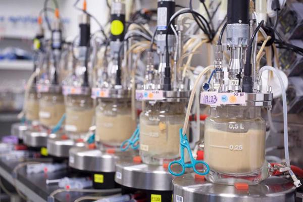 Rūpniecības biotehnoloģiju uzņēmuma Amyris (ASV) rauga fermentācijas laboratorija, kurā tiek testēti jauni rauga celmi pirms to nosūtīšanas uz ražotnēm Brazīlijā.