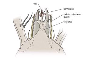 Gnatosomas uzbūve. (Macrocheles mycotrupetes (Krantz, Mellott) (Mesostigmata, Macrochelidae)) mātītes gnatosomas mugurpuse (pēc Mellott, Krantz, 1968).