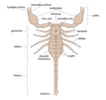 Skorpiona anatomija.