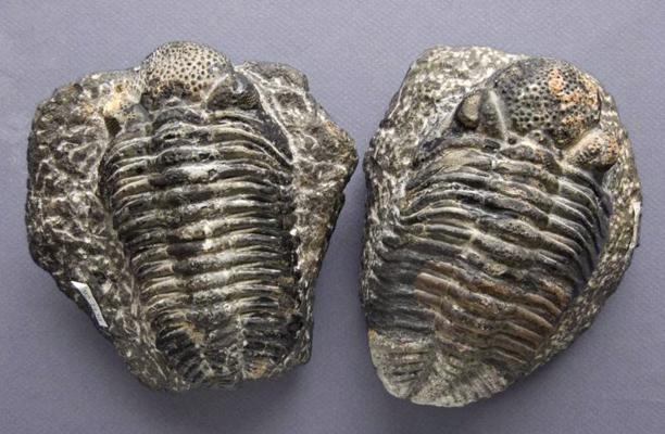 Devona trilobītu Phacops sp. fosilijas. Maroka.