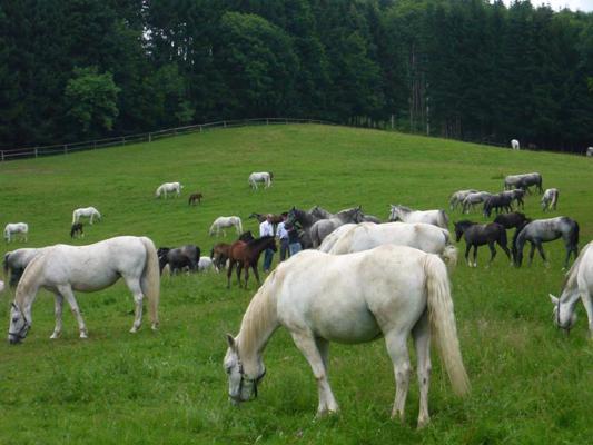 Lipicas zirgu audzētavā tiek veikts pētījums par zirgu un cilvēku attiecībām Spāņu jāšanas skolā Vīnē (Spanische Hofreitschule Wien). Pībera, Austrija, 07.06.2009.