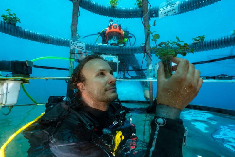 Profesionāls ūdenslīdējs pārbauda zem ūdens esošo, izaudzēto augu veselību un attīstības progresu "Nemo Garden" zemūdens lauksaimniecības projektā Noli, Itālijā, 01.06.2017.