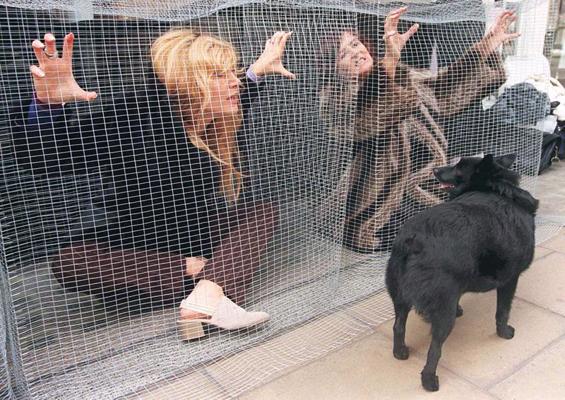 Suns neizpratnē skatās uz organizācijas “Cilvēki par ētisku apiešanos ar dzīvniekiem” kampaņas dalībniecēm sprostos pie Londonas kažokādu veikala ar mērķi vairot izpratni par dzīvnieku ciešanām kažokzvēru fermās. Lielbritānija, 02.09.1997.