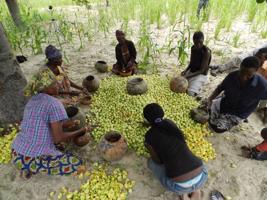 Marulas augļu festivāls. Kaimiņi no apkārtējām saimniecībām palīdz iegūt marulas sulu. Namībija, 2012. gads.