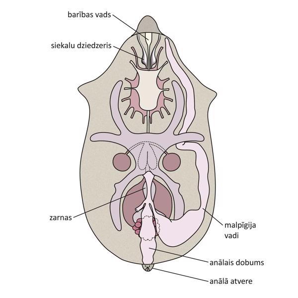 Caminella peraphora (Krantz, Ainscough), (Mesostigmata, Dithinozerconidae) mātītes iekšējā uzbūve.