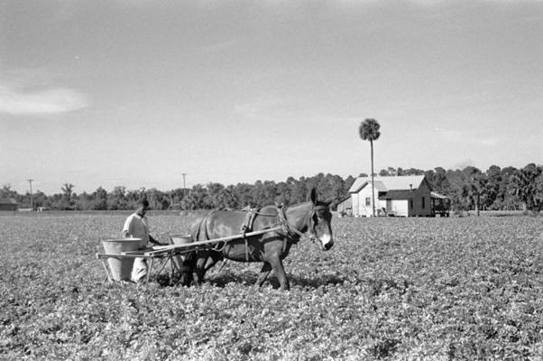 Seleriju lauka mēslošana. Sanforda, ASV, 1937. gads.
