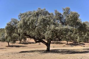 Ozolu savanna ar veciem akmens ozoliem (Q. ilex) gar Lasviljuerkas dabas taku Estremadurā, Spānijā. 15.08.2022.