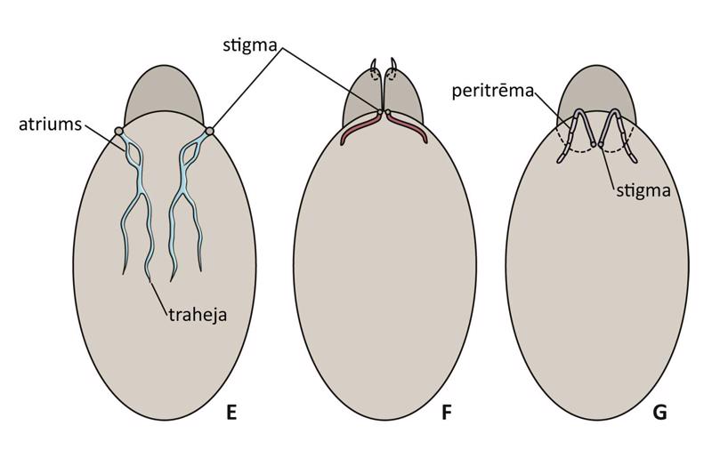 Ērču elpošanas orgāni: E – Prostigmata (Heterostigmatina); F – Prostigmata (Raphignathoidea); G – Prostigmata (Tetranychoidea).