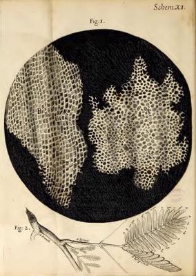 Roberta Hūka korķa šūnu struktūras novērojumi grāmatā "Mikrogrāfija", 1665. gads.