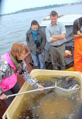 2013. gadā Daugavā pie Mangaļsalas tika izlaisti pirmie Baltijas storu mazuļi, kuru eksperimentālā ataudzēšana tika uzsākta 2012. gadā zinātniskā institūta “BIOR” zivju audzētavā “Tome”.
