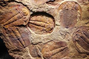 Trilobītu fosilijas.